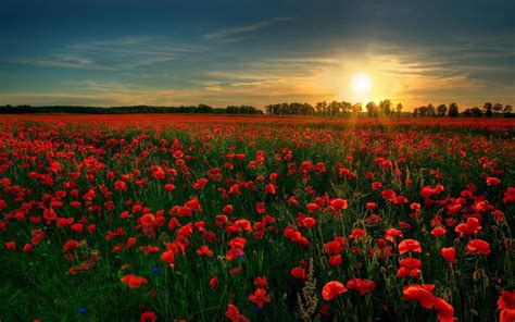 Sunrise Over Red Poppy Field Image Abyss