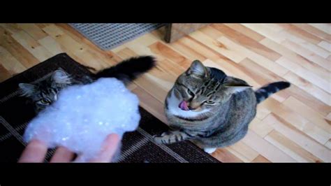 Cats And Bubbles Youtube