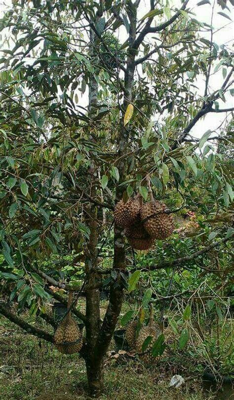 Mewarnai Gambar Pohon Durian