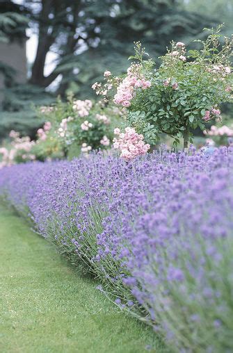 All Things Lavender A Blog By Jennifer Vasich Growing