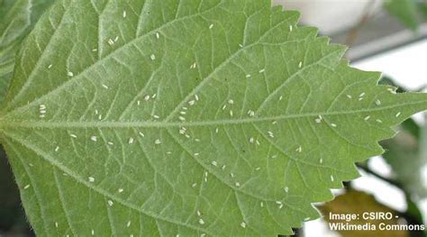 If you have eaten them they will probably be harmless and a simple boost of protein. Whiteflies on Plants: Ways to Kill These Tiny White Flying ...