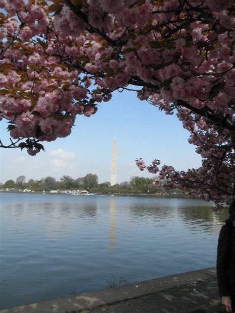 The Washington Monument Is Seen Through Cherry Blossom Trees