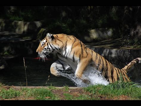 Tigers - Tigers Wallpaper (10309230) - Fanpop