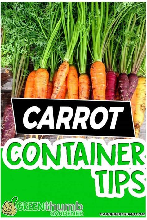 Growing Carrots In Containers Epic Guide To Make It Easy Green