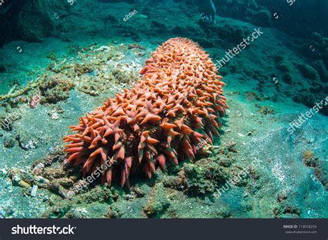 Bright Red Sea Cucumber Holothuroidea Bali Stock Photo