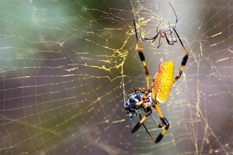 Golden Orb Weaver Spider Science