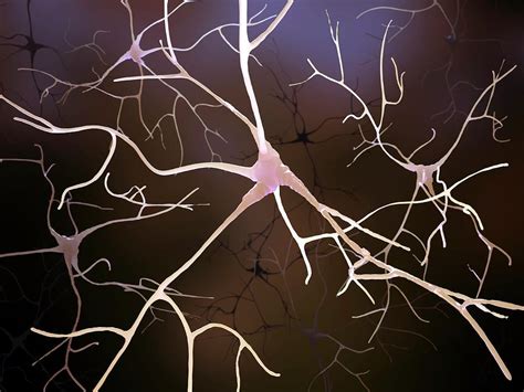 Nerve Cells Artwork By Andrzej Wojcicki