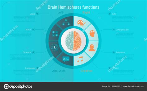 Human Brain Hemispheres Functional Inforgraphic Stock Vector Image By