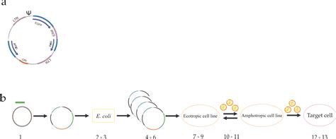 Retroviral Vectors in Gene Therapy | IntechOpen