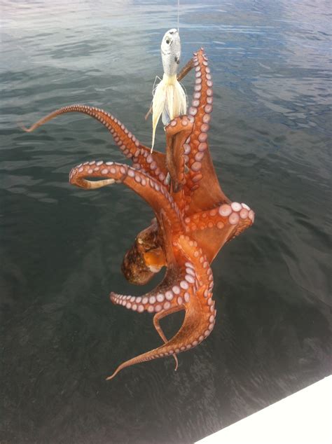 Octopus Wilmington Fishing Charters Profishnc Charters