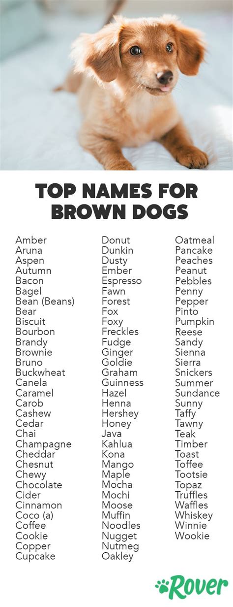 Best Brown Dog Names Cute Names For Dogs Brown Dog Names Dog Names