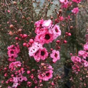 This beautiful tree will burst into blooms early in the spring. New Zealand Tea Tree (Leptospermum scoparium 'Gaiety Girl ...