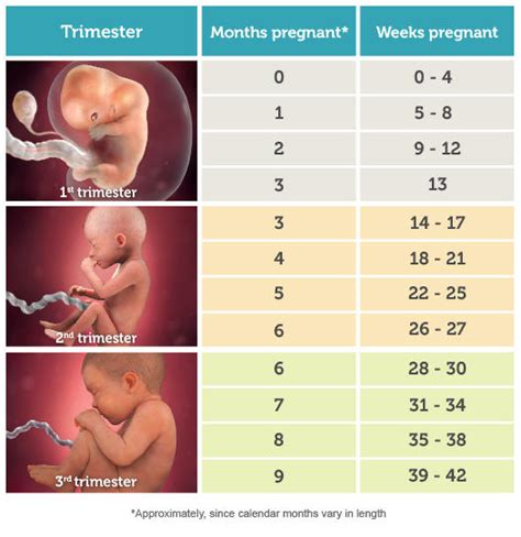 How Pregnant Am I Pregnancy By Weeks Months And Trimesters BabyCenter