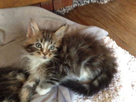Maybe you would like to learn more about one of these? CFA Grand Champion bred Maine Coon Kittens for Sale in ...