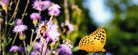 Toemar.ca is tracked by us since april, 2016. 5 Ways to Attract Bees, Birds And Butterflies To Your ...