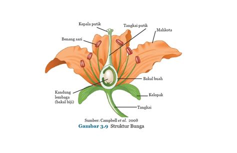 Detail Gambar Struktur Bunga Sempurna Dan Fungsinya Koleksi Nomer 3