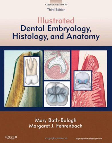 Oral Anatomy Histology And Embryology