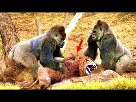 However, the third gorilla, the inquisitive 440 pounds (200 kg) male silverback, harambe, climbed down into the moat to investigate the child splashing in the water. Male Silverback Gorilla Vs Lion Who Would Win? - YouTube