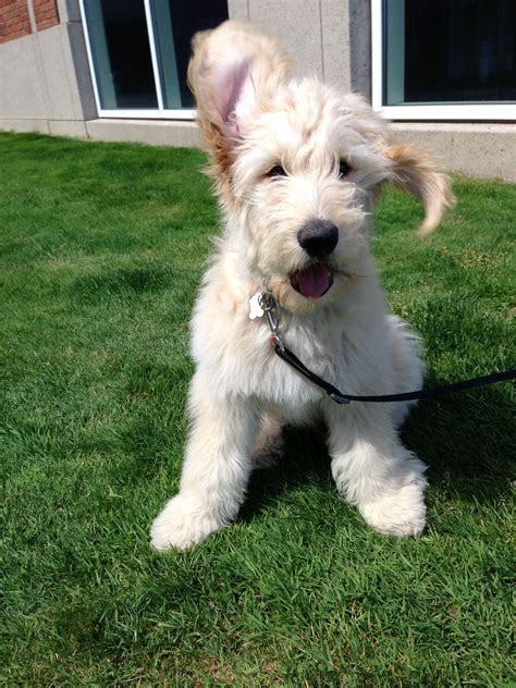 Xin da fen support base: Goldendoodle. Puppy. | Goldendoodle, Therapy dogs, Dogs