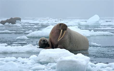 Researchers Turn To Sar Satellite Imagery To Monitor Pacific Walruses