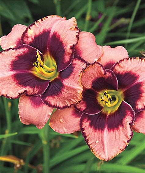 Look At This Daring Dilemma Daylily Plant Set Of Three On Zulily