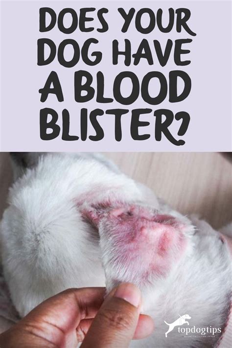 Does Your Dog Have A Blood Blister Heres What To Do Top Dog Tips