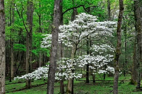 One of the easiest flowering trees to grow! Low Maintenance Tree Species Granite City IL | Merritt's ...