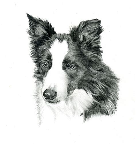 Border collie dog acrylic painting demonstration time lapse. Drawings - WyndianArt