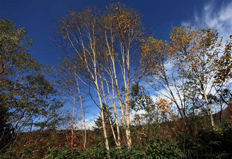 Free Picture Tree Landscape Wood Leaf Nature Poplar Sky Autumn