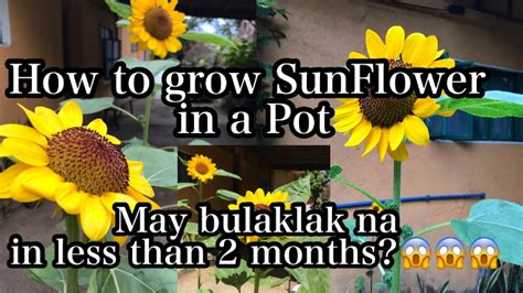 Alabama vegetable garden planting chart. How to plant/grow Sunflower in a pot [ Bloom in less than ...