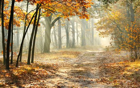 landscape, Morning, Nature, Beautiful, Road, Autumn, Trees, Leaves ...