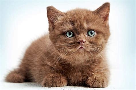 Top 10 Fluffy Cat Breeds List Parenting Simplified Tips