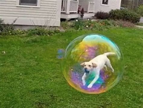 Ever Seen A Bubble Dog Pawmygosh