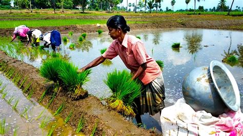 How Rice Is Made Step By Step From India Rice Cultivation In India