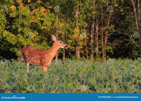 Whitetail Deer Fawn In Bean Field Stock Photo Image Of Spots Edge