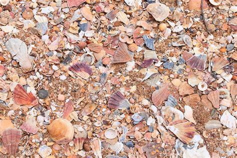 The Benefits Of Using Crushed Sea Shells In Your Soil