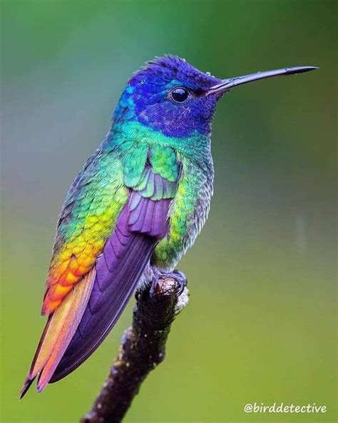 Este Colibrí De Cola De Oro En Ecuador Hummingbirds Photography
