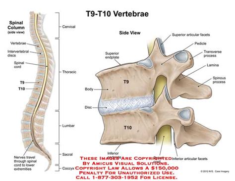 vertebrae - Anatomy Exhibits