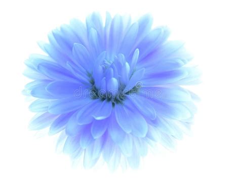 Blue Aster Stock Image Image Of Summer Background Bloom 3349219
