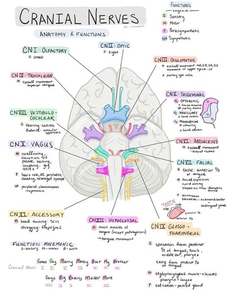 Cranial Nerves Nursing School Notes Medical School Stuff Medical