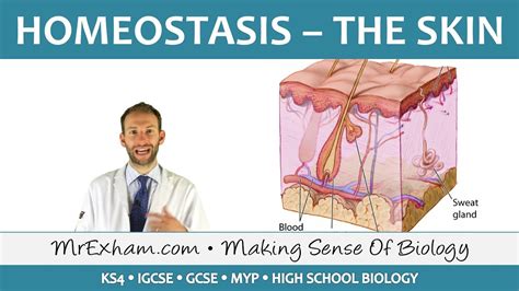 Homeostasis And The Skin Gcse Biology 9 1 Youtube