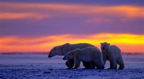 Kingdom Of The Polar Bears The Bears Of Summer Nature Of Things