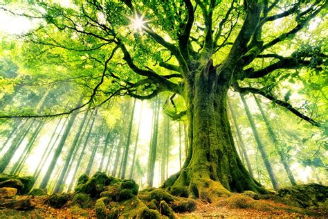 Green Tree Backgrounds → Nature Gallery