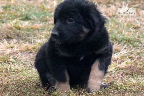 Rylie von der otto, va hill vom. Female Eight: German Shepherd puppy for sale near Fort Wayne, Indiana. | 2bc2aa23-4a61