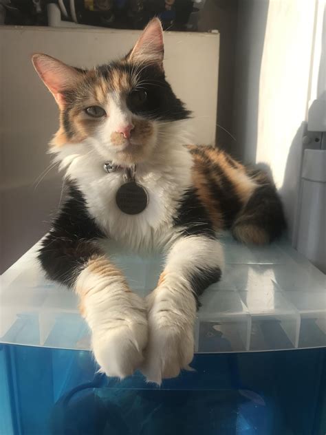 My Calico Maine Coon 🖤🧡🤍 Anyone Else In Love With Calicos Rcats