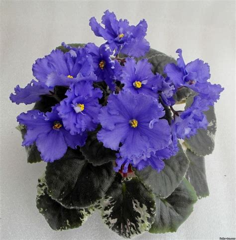 Identify ailments by leaf color. african violet LEAF EK-ADMIRAL )Russian NEW2017 | eBay