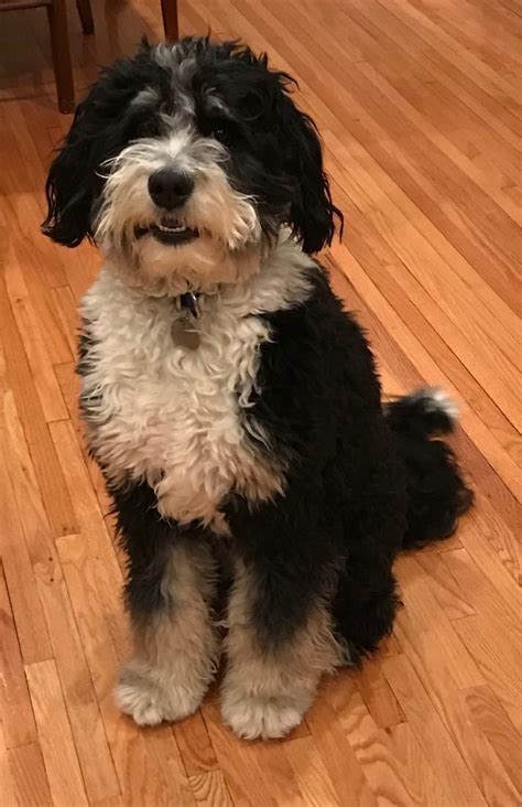 Bernedoodle Puppies For Sale | Mini Bernedoodle Breeder ...