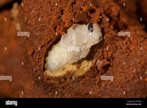 Sweat Bee Pupa Augochlora Pura Hibernating In Rotten Log Schuylkill