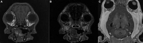 Frontiers Case Report Atypical And Chronic Masticatory Muscle