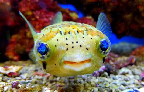 This Fish Had The Most Incredible Eyes Rpics